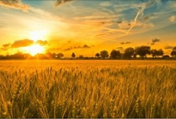 Μπαντούνας Παναγιώτης Kampos Biomarket
