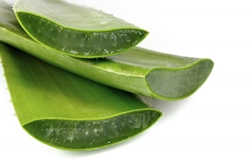 Aloe-Vera-ofeli-tis-alois-katalogos-ygeias_eyeksias_anazitisi_giatrwn-4yourhealth.gr