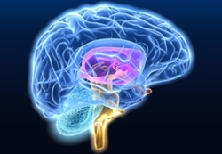 eggefalos-miiki-dynami